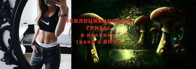 Галлюциногенные грибы Cubensis  нарко площадка как зайти  ссылка на мегу вход  Каргополь  купить наркотик 